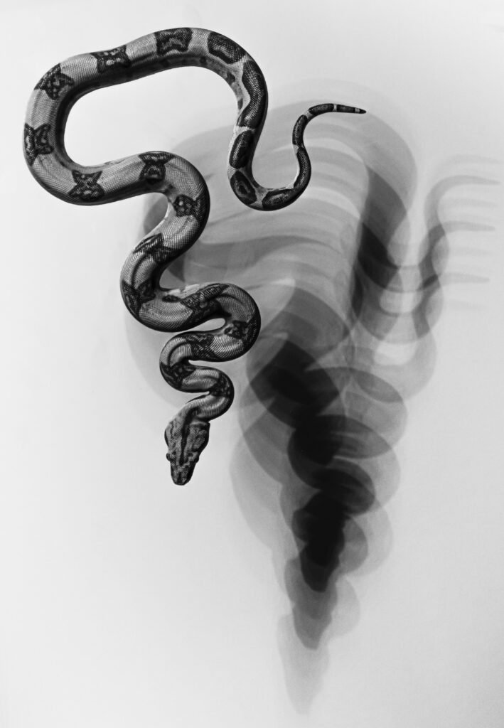 Artwork of A Snake